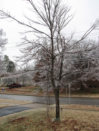 icetree.jpg